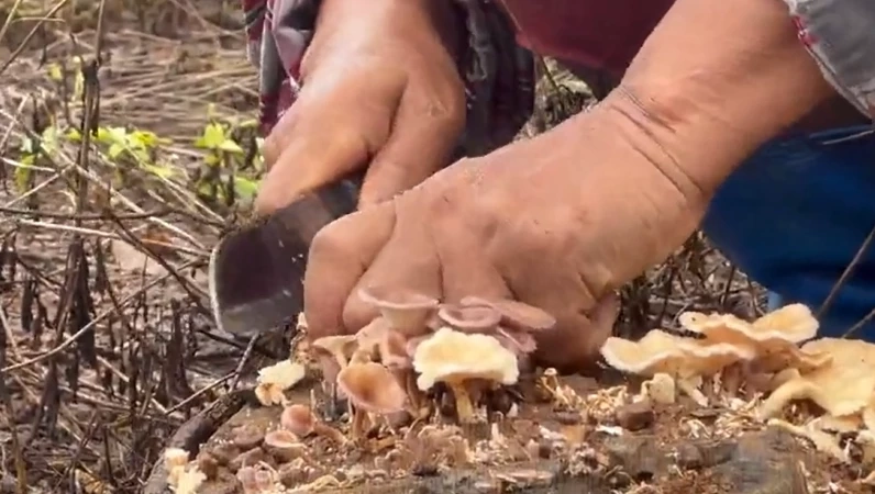 สุดแปลก! ชาวบ้านตราดเก็บ "เห็ดตอยาง" ปรุงเมนูชาวสวนหลากหลาย