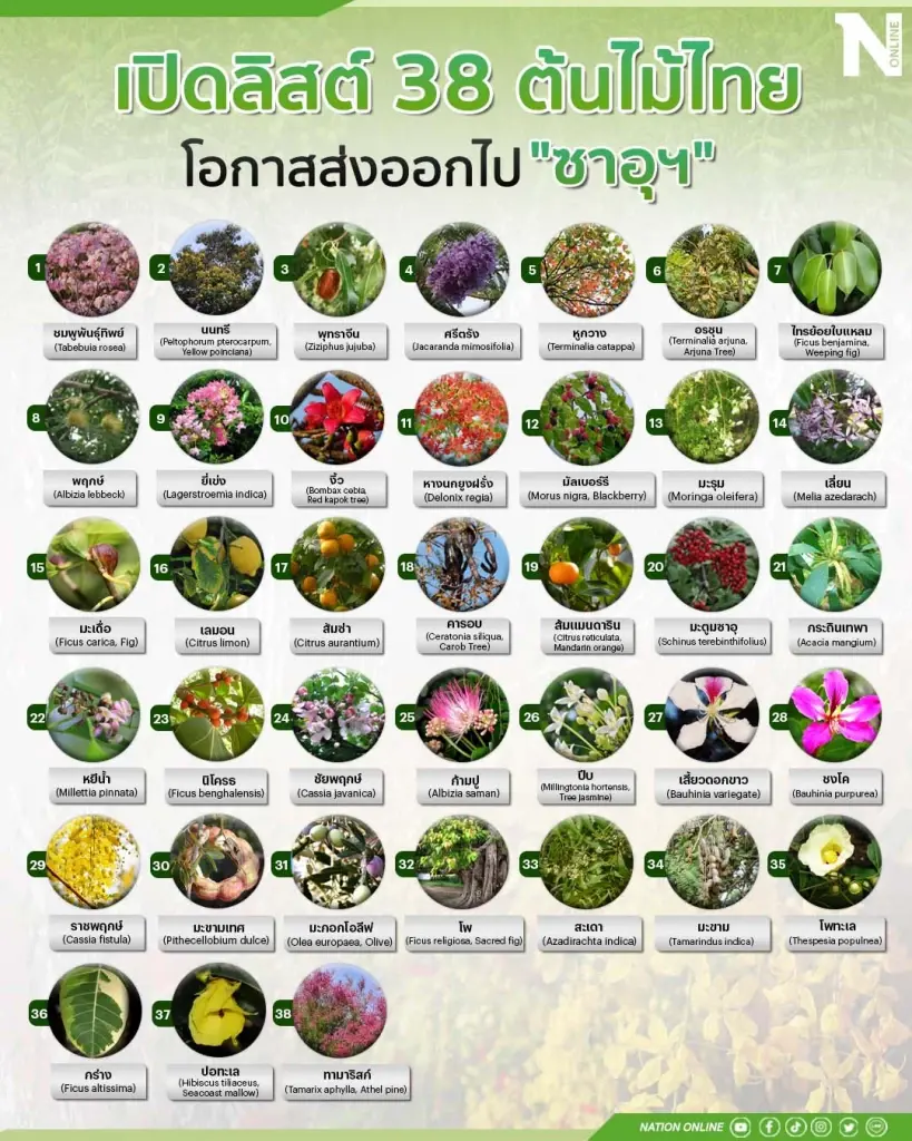 รีบปลูก! เปิดลิสต์ 38 ต้นไม้ไทย โอกาสส่งออกไปตลาดซาอุฯ