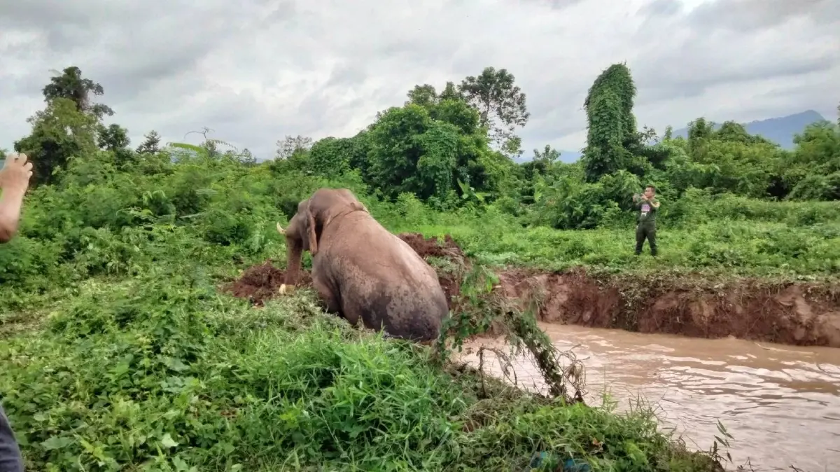 ช่วยได้แล้ว! พลายสาริกา ช้างเซเลปเขาใหญ่ พลัดตกบ่อน้ำลึก 2 เมตร