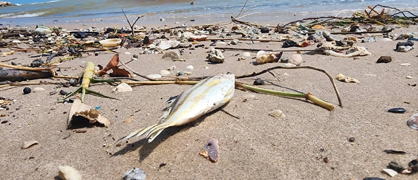 ชาวประมงมาบตาพุดโอด น้ำเน่าปลาตายเกลื่อนคลอง ขนาดคนลงน้ำยังคันเป็นแผล