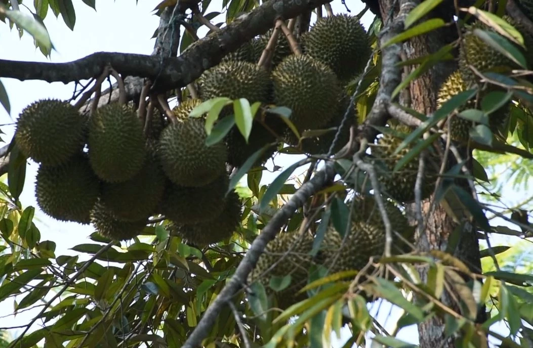 ชวนเที่ยวงาน เทศกาลทุเรียนหลง-หลินลับแล ปี 66 คาดเงินสะพัด 4,440 ล้าน