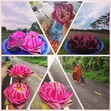 เพจดังชี้ ดาววิปริต "วงการบันเทิงเกิดความสูญเสีย" คนอยู่ภาคเหนือเตรียมรับมือ
