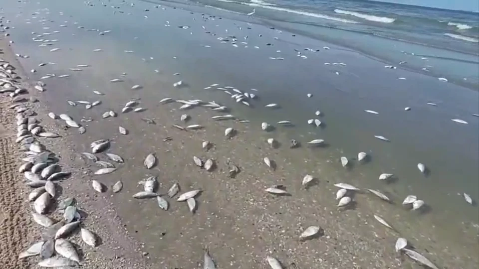 ปลาเน่าลอยเกลื่อน"หาดบางแสน" เรือลากอวนมักง่าย ปลด"ปลาหางโกย"ทิ้งลงทะเล