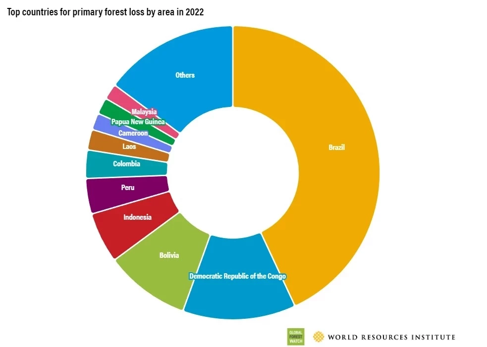 โลกร้อง คำมั่นสัญญายุติการตัดไม้ทำลายป่าที่ COP26 กำลังไปแบบผิดแผน!!