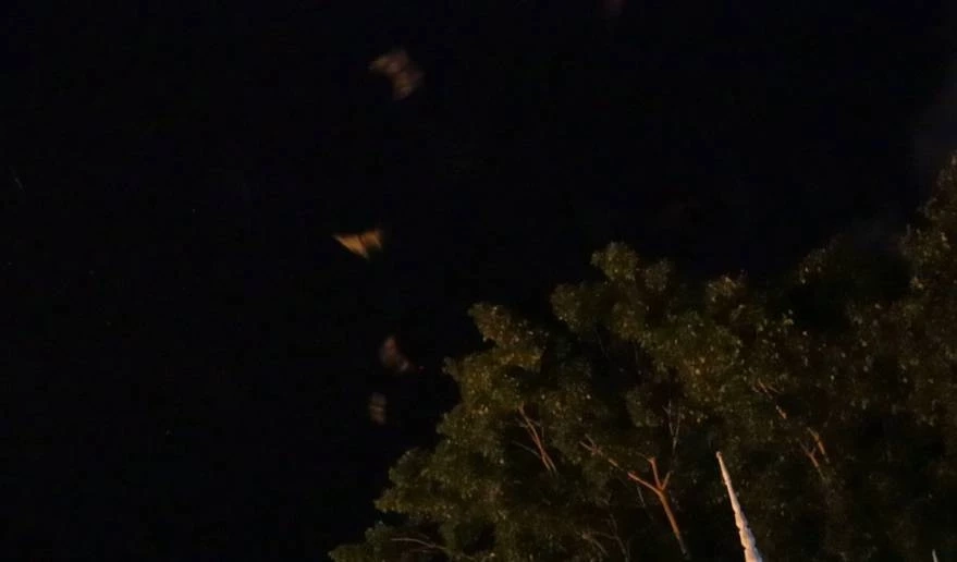 ตื่นตา ค้างคาวแม่ไก่ บินว่อน พระเจดีย์หลวง วัดราชบูรณะพิษณุโลก