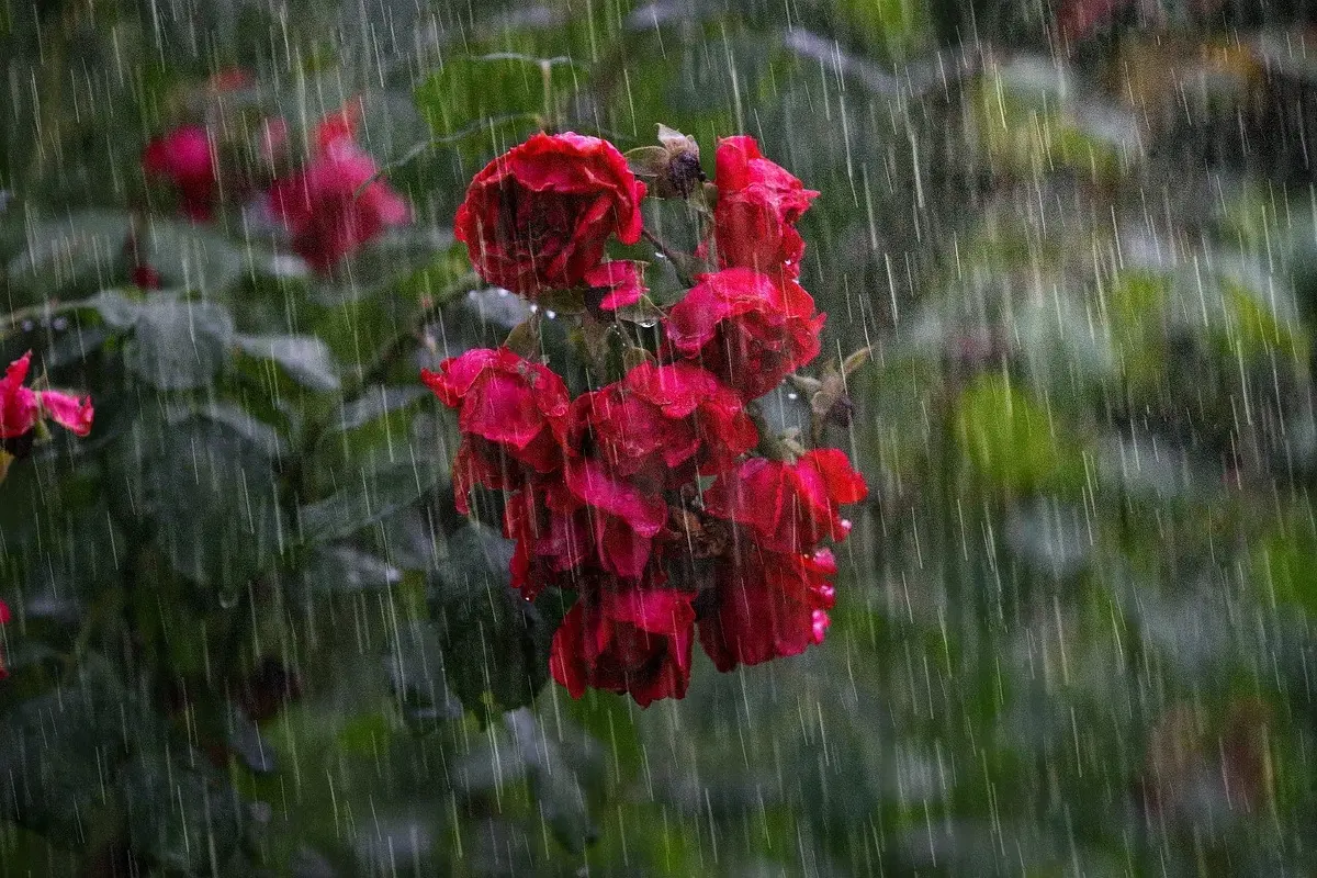 เตือน ภาคใต้ เหนือ ตะวันออกอ่วม!! รับมือฝนตกหนัก เช็กพื้นที่เสี่ยง ได้ที่นี่