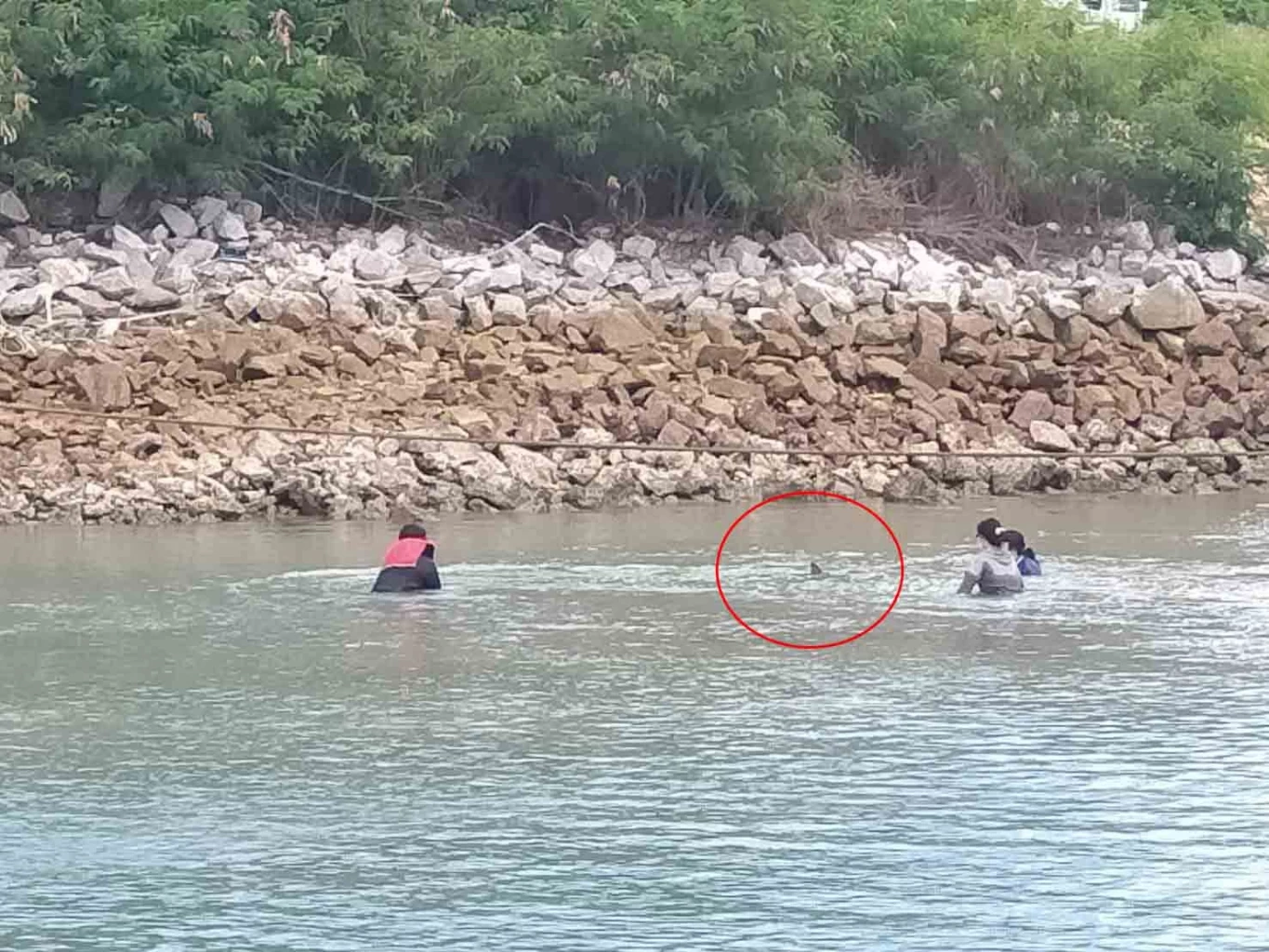 กรมทะเลชายฝั่ง ช่วยโลมาลายจุดเกยตื้น พบภาวะขาดน้ำ เฝ้าสังเกตอาการใกล้ชิด