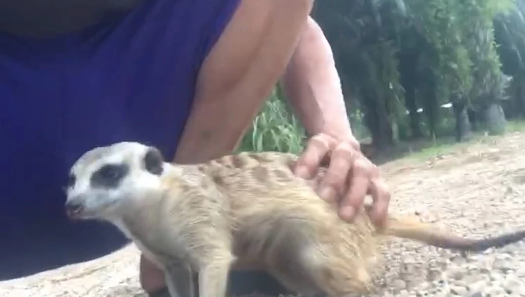 เอ็นดู "เมียร์แคต" หลงทาง วิ่งตามตูดสุนัข ชาวบ้านเจอช่วยพากลับบ้าน