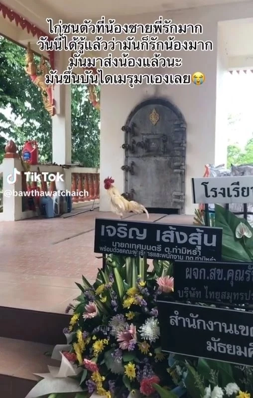 ไก่ชนตัวโปรด วิ่งขึ้นเมรุงานศพเจ้าของ ทำแขกและญาติสุดเศร้า ร้องกันระงม