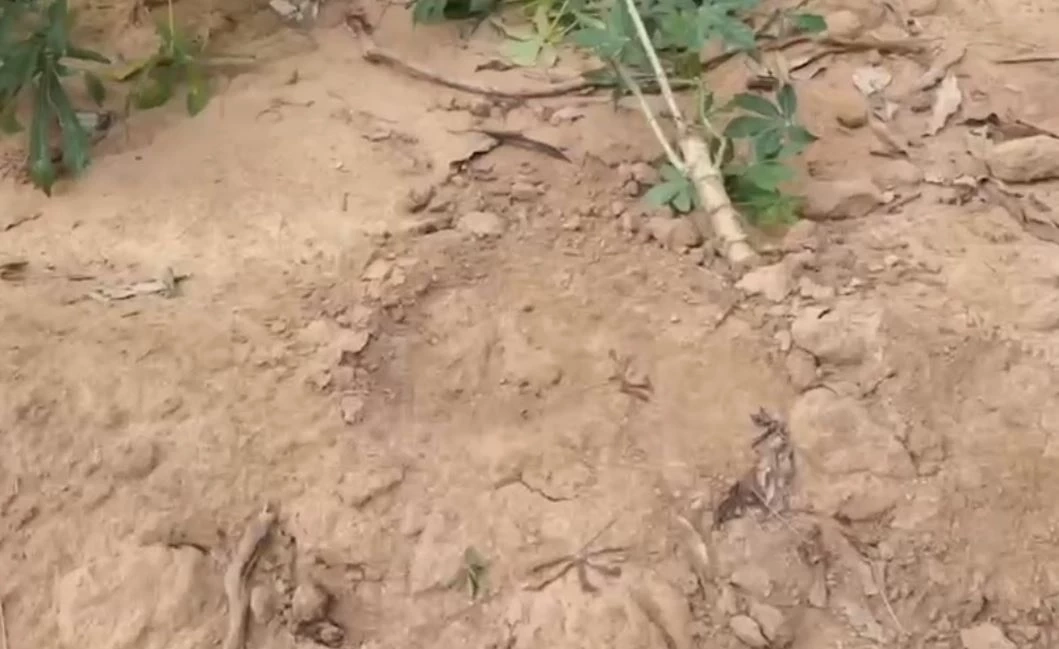 ระทึกกลางดึก ช้างป่า 3 เชือก ยกทีมเที่ยวห้องเช่า ทิ้งอึ-รอยเท้าไว้ดูต่างหน้า