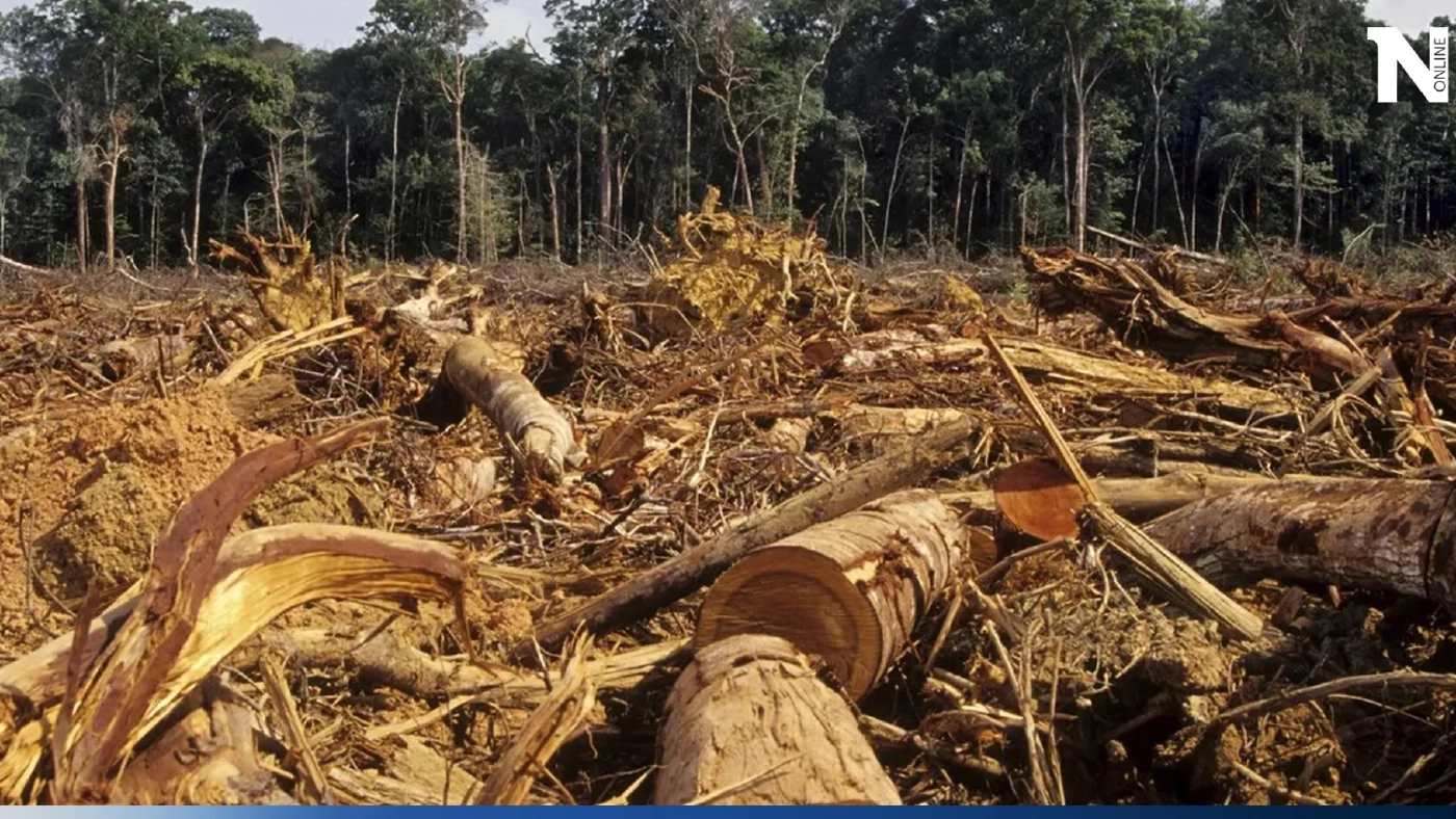 โลกร้อง คำมั่นสัญญายุติการตัดไม้ทำลายป่าที่ COP26 กำลังไปแบบผิดแผน!!