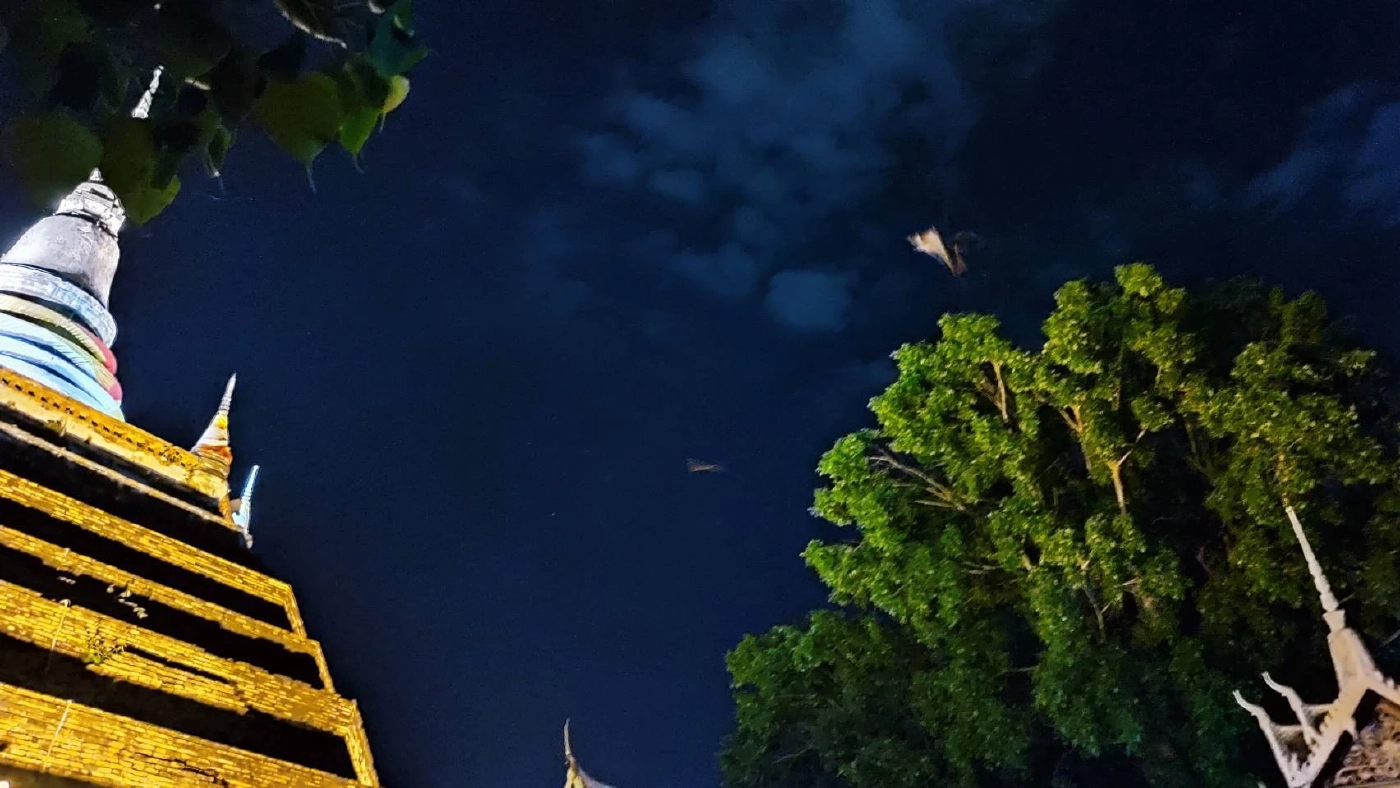 ตื่นตา ค้างคาวแม่ไก่ บินว่อน พระเจดีย์หลวง วัดราชบูรณะพิษณุโลก