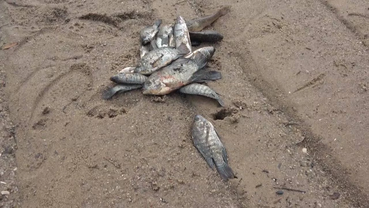 ผวาสารพิษ ปลาตายผิดธรรมชาติ เกลื่อนคลองระยอง เตือนนำไปทำอาหารต้องระวัง