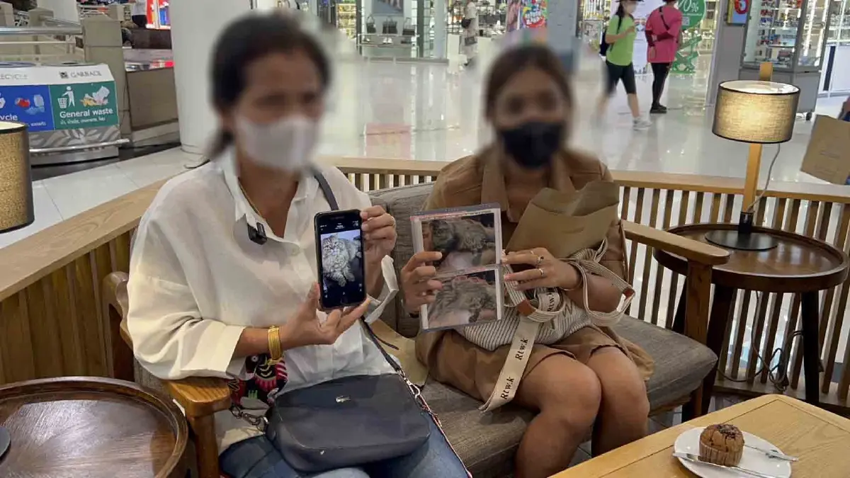 เจ้าของร่ำไห้ พาแมวไปบริจาคเลือด หมอดูดเลือดเกินปริมาณที่แจ้งไว้ จนช็อกตาย