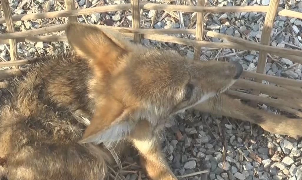 พบสุนัขจิ้งจอกหลงฝูง ถูกสุนัขบ้านไล่กัด โชคดีช่วยทัน