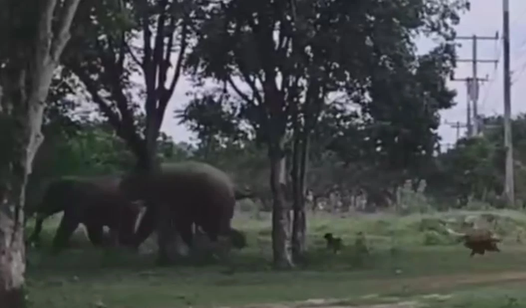 ช้างป่าฉุน หมารุมเห่าไล่ต้อน เลยส่งเสียงร้องดังลั่น ทำตูบไม่กล้าหือ (คลิป)