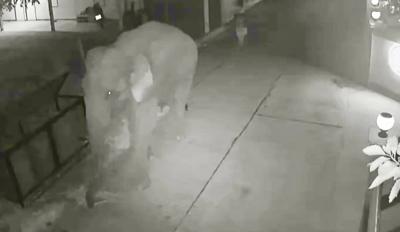 แก๊งช้างป่าสลักพระ บุกชุมชนวังด้ง ชาวบ้านฮือฮาถ่ายรูปอวดลงโซเชียล