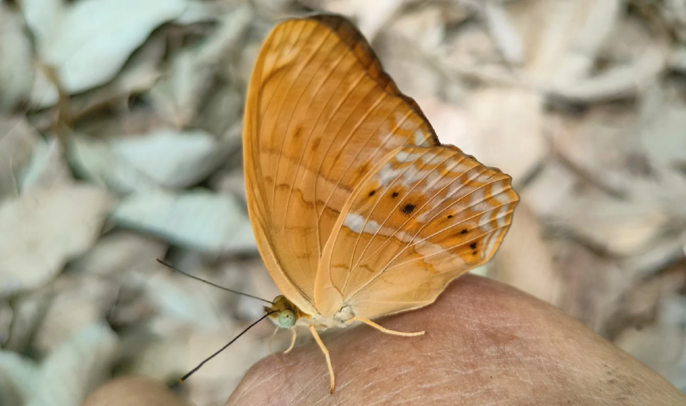 ผีเสื้อเขาอ่างฤาไน อวดโฉมต้นฤดูฝน สุดเชื่องบินไต่ที่ตัวคน