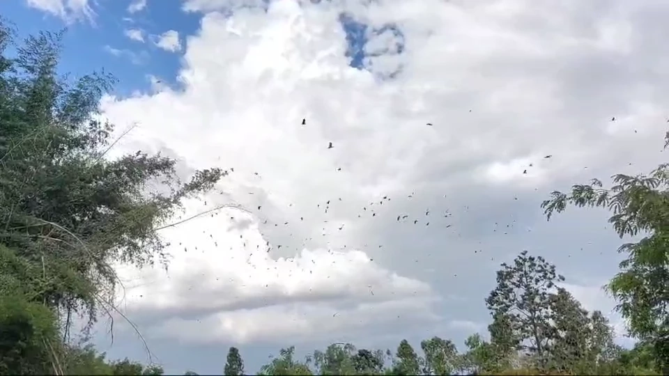 ครู-นร.เดือดร้อนหนัก นกกระยางขาวยึดหลังโรงเรียน ขี้นกเกลื่อน หวั่นแพร่โรค