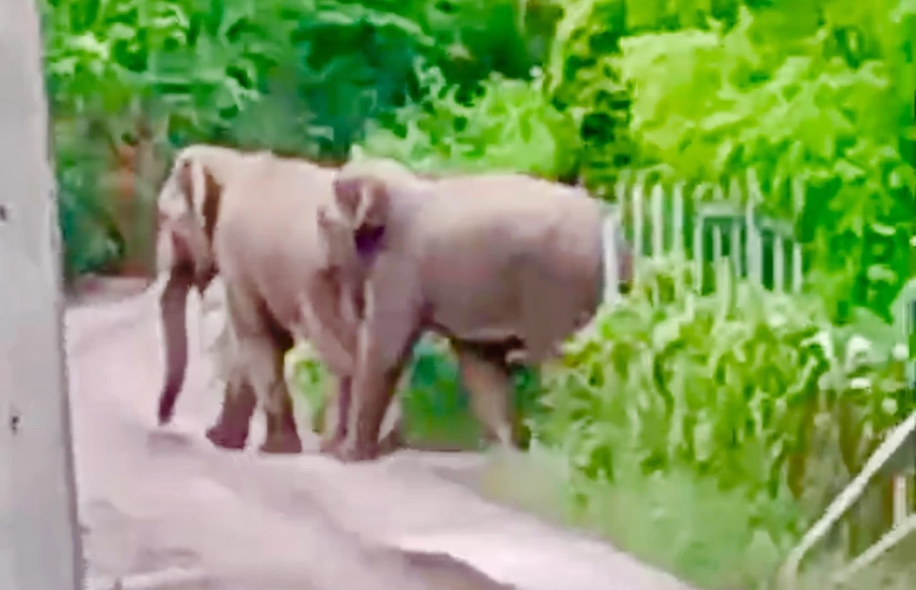 แก๊งช้างป่าสลักพระ บุกชุมชนวังด้ง ชาวบ้านฮือฮาถ่ายรูปอวดลงโซเชียล