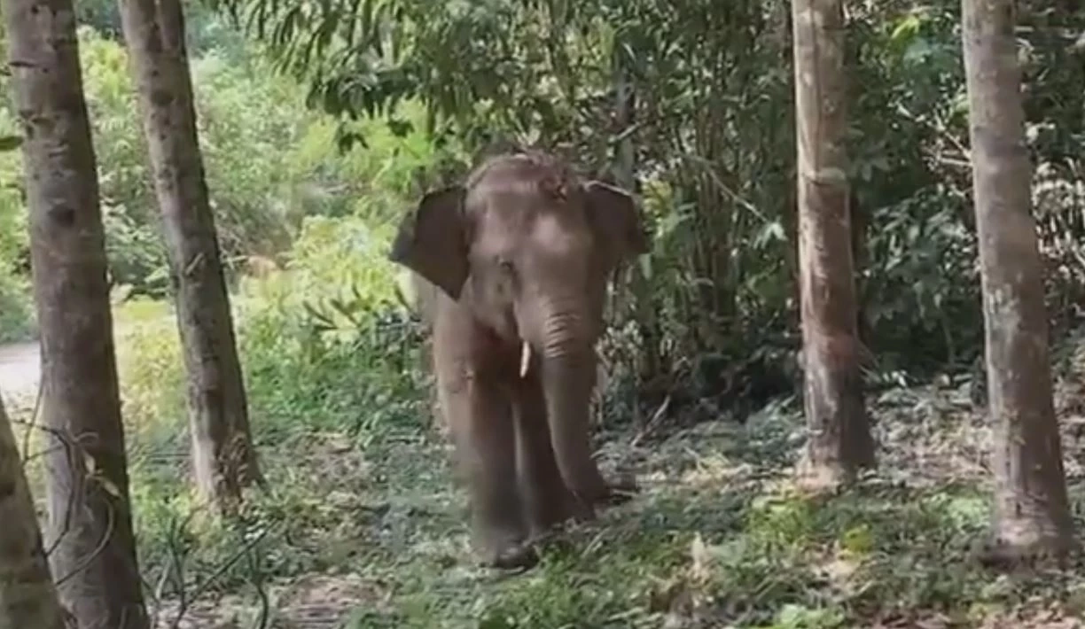 ช้างป่าแสนดื้อ "เจ้าหงส์ทอง" จ่าโขลง พาสมาชิกบุกสวนผลไม้ชาวบ้าน