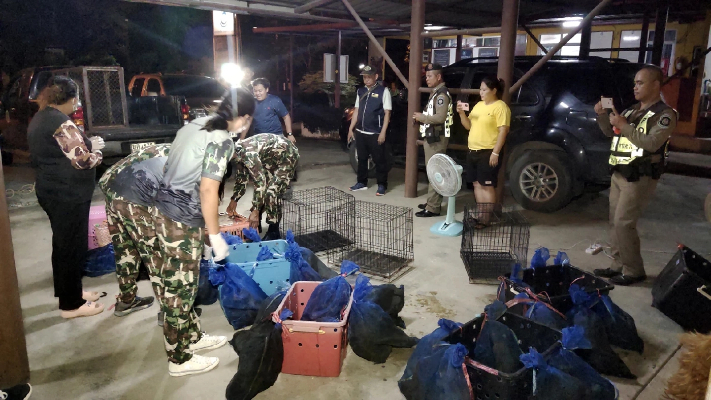ตร.ทางหลวง รวบแก๊งค้าลิงข้ามชาติ แอบจับส่งนายทุน อ้างทำนาแล้วรายได้มีดี