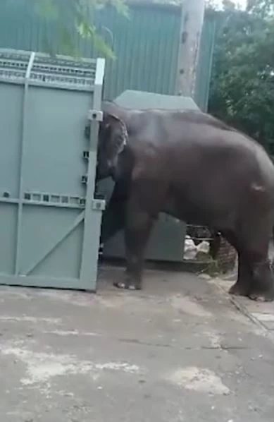 สัญญาณดี "พลายศักดิ์สุรินทร์" เริ่มคุ้นชินควาญช้าง ฝึกยืนในกรงราบรื่น