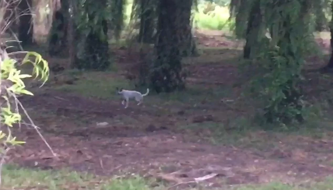 เอ็นดู "เมียร์แคต" หลงทาง วิ่งตามตูดสุนัข ชาวบ้านเจอช่วยพากลับบ้าน