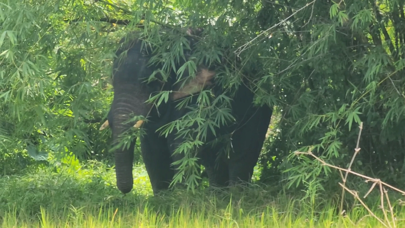 น่ารัก! "ช้างป่าเขาใหญ่" ลุยพื้นที่ชาวบ้าน ตามหาช้างเพื่อนซี้ ที่หลงทาง