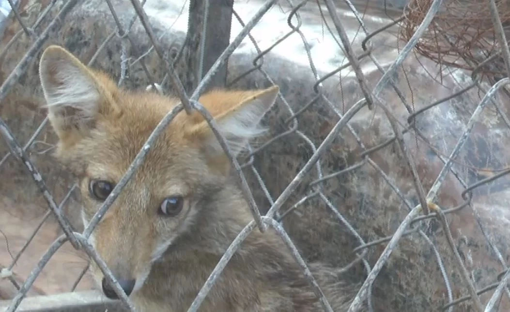 พบสุนัขจิ้งจอกหลงฝูง ถูกสุนัขบ้านไล่กัด โชคดีช่วยทัน