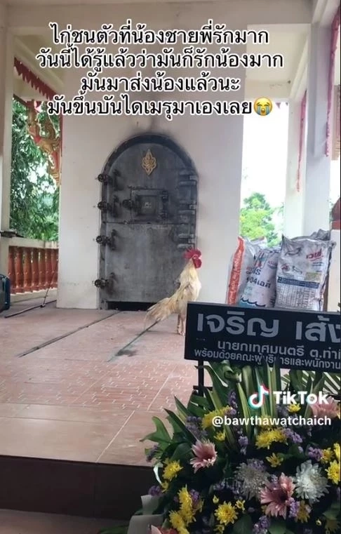 ไก่ชนตัวโปรด วิ่งขึ้นเมรุงานศพเจ้าของ ทำแขกและญาติสุดเศร้า ร้องกันระงม