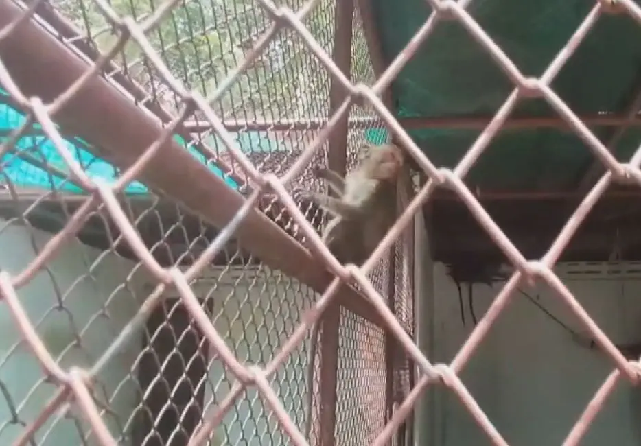 สุดสงสาร "ลิงแสม" ถูกแก๊งค้าสัตว์ลอบทิ้งในสวนมะม่วง ตาย 3 รอด 9