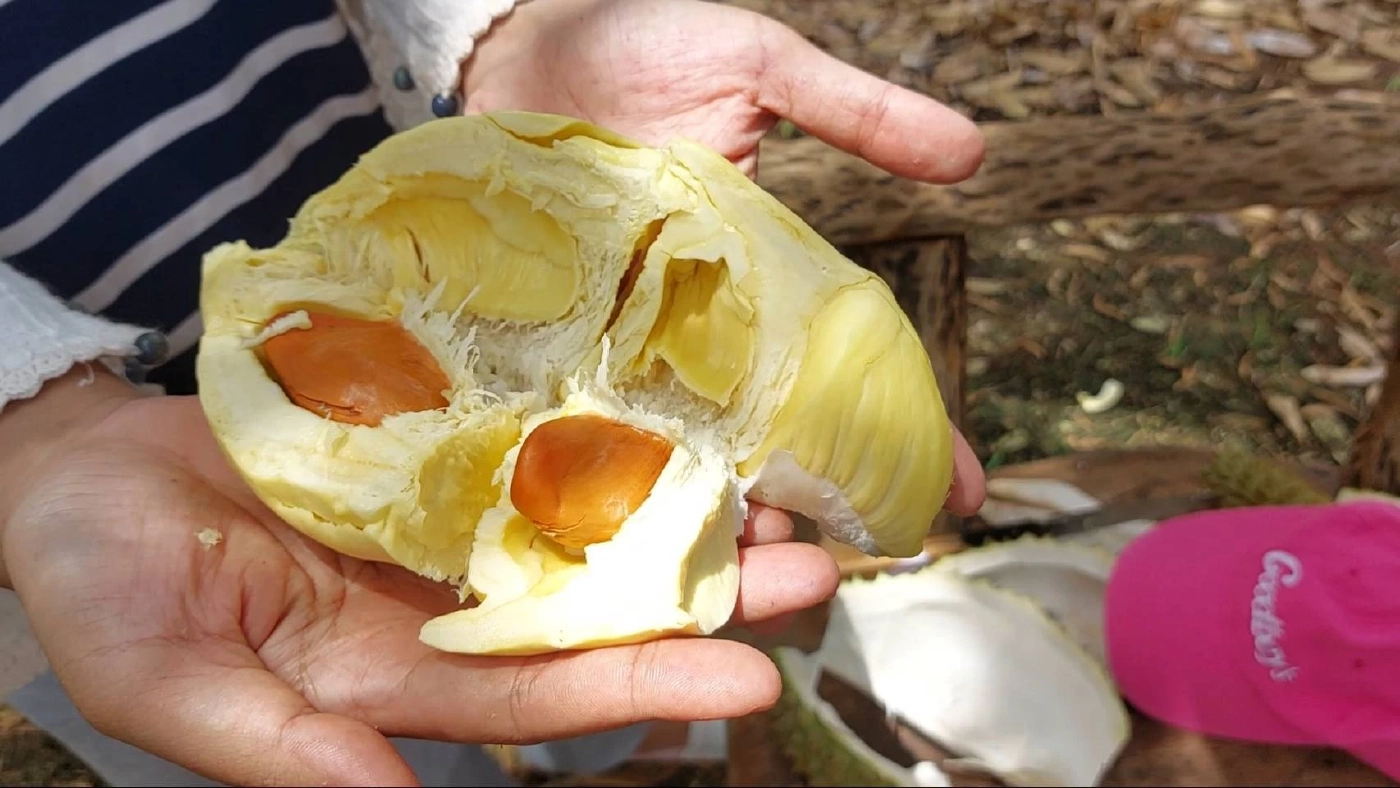 คึกคัก! นทท.แห่ชิมทุเรียนเสิงสาง ยอดขายวันละ 1 ตัน สร้างรายได้อย่างงาม