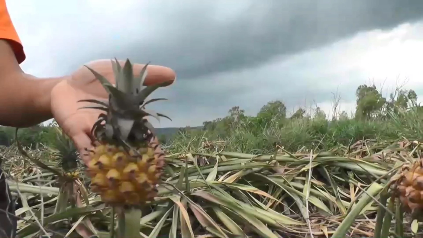 วิกฤต"เอลนีโญ" สัญญาณแล้งหนักมาเร็ว สวนผลไม้ทยอยยืนต้นตาย