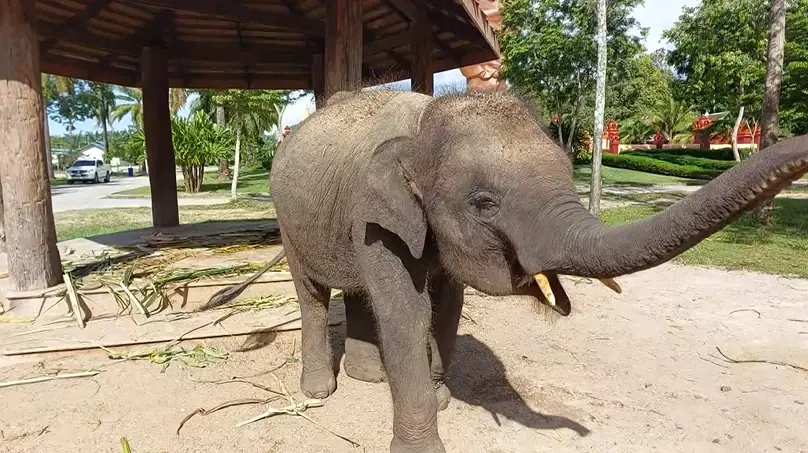 แชร์สนั่น! วัดดังกระบี่ ใช้ลวดหนามพันคอลูกช้างเพื่อฝึกให้เชื่อง