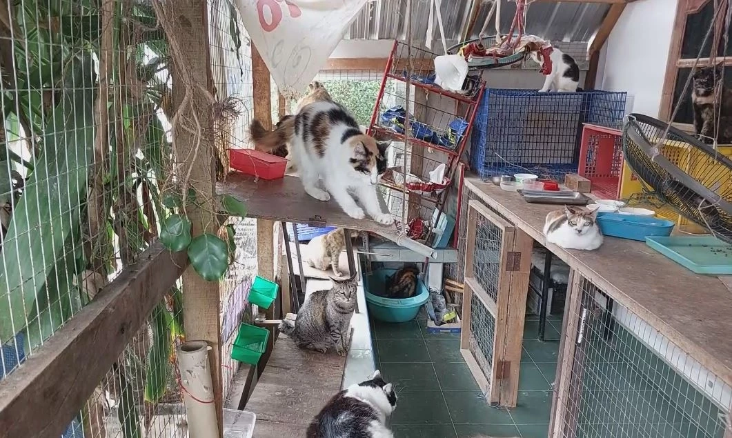 สาวใจบุญ เลี้ยงแมวที่ถูกทิ้งกว่า 30 ตัว ใช้สมุนไพรไทยช่วยรักษาโรคแมว-อาการบาดเจ็บ