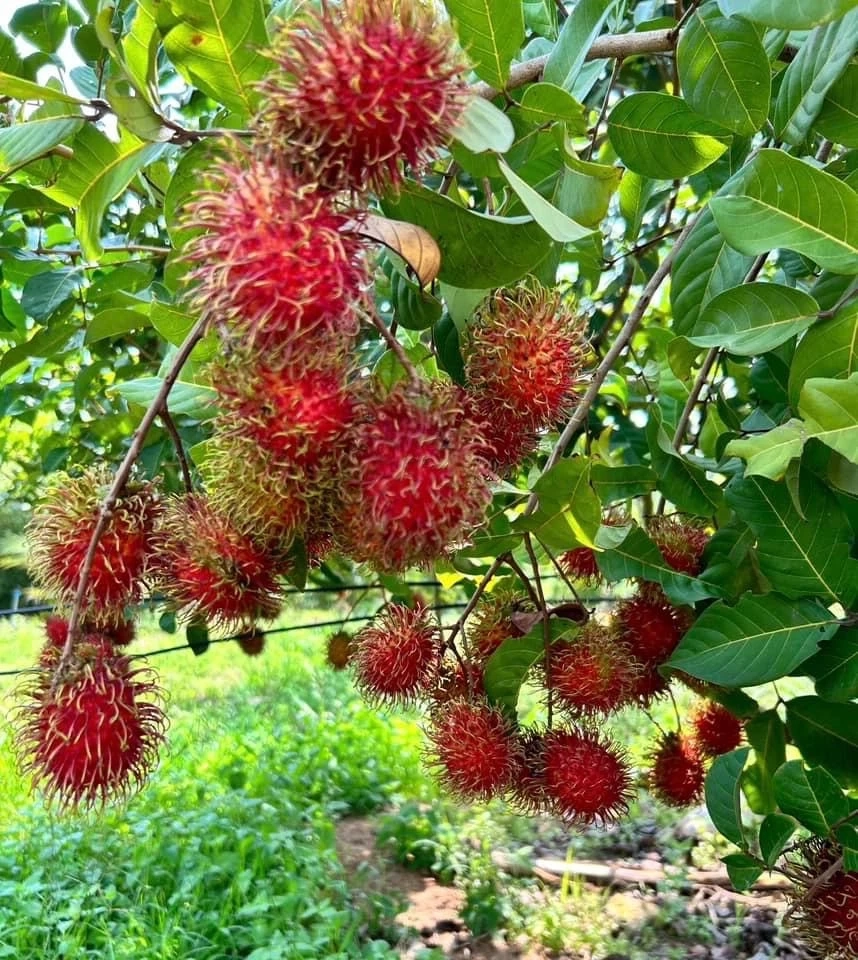 ผลผลิตเงาะ