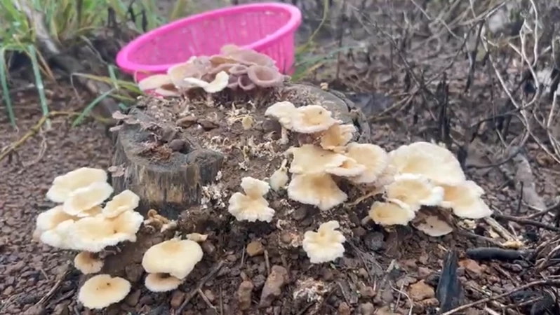 "เห็ดตอยาง"