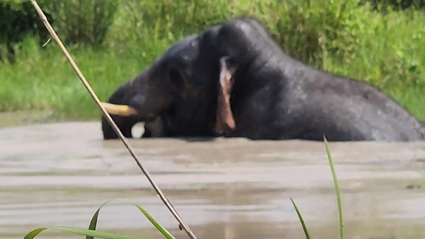 น่ารัก! "ช้างป่าเขาใหญ่" ลุยพื้นที่ชาวบ้าน ตามหาช้างเพื่อนซี้ ที่หลงทาง