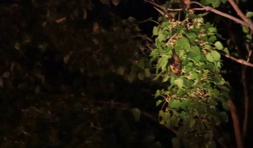 ตื่นตา ค้างคาวแม่ไก่ บินว่อน พระเจดีย์หลวง วัดราชบูรณะพิษณุโลก