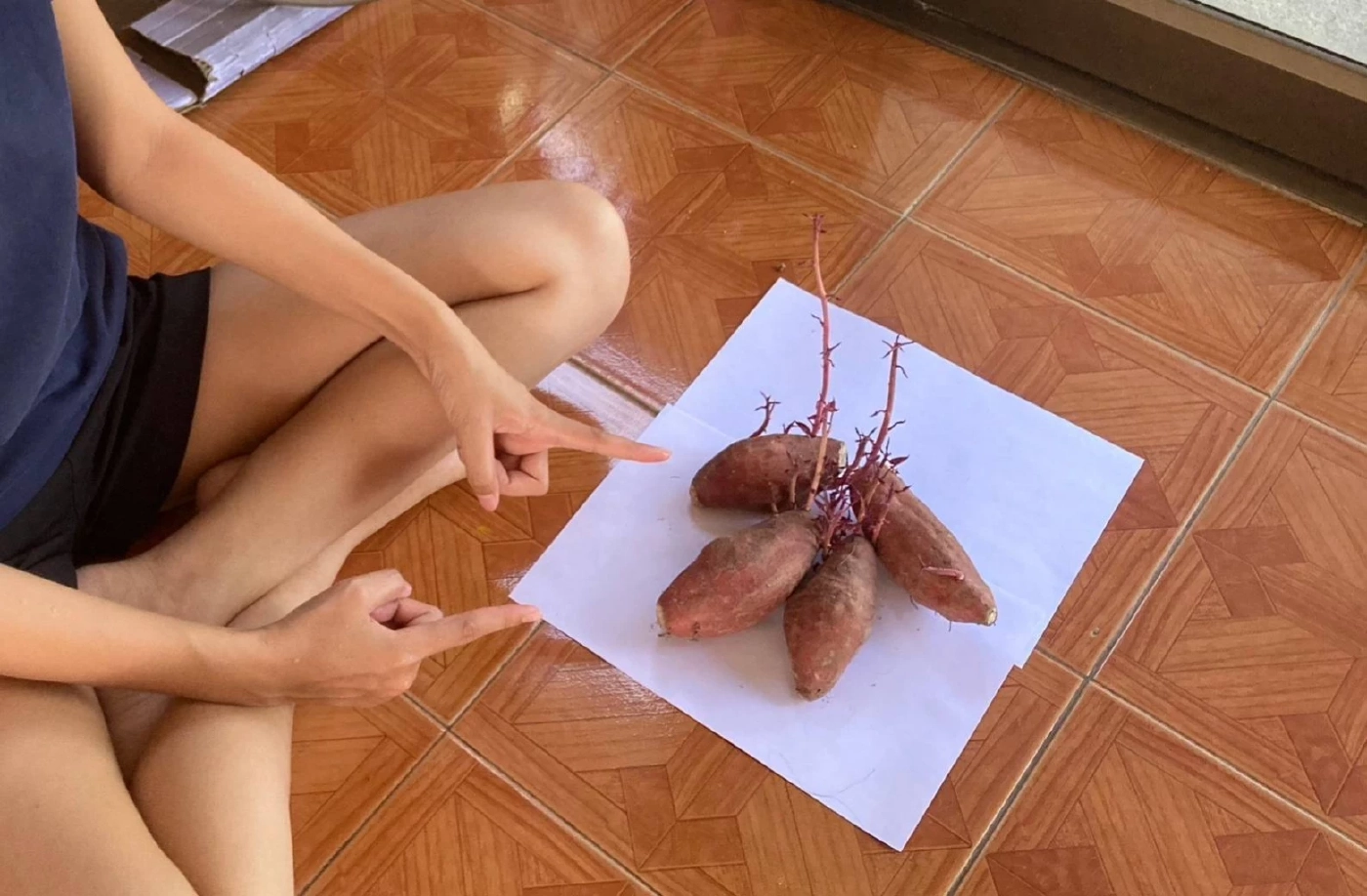 สาวงง ซื้อ "มันเทศ" มาทำอาหาร วางทิ้งไว้เฉยๆไม่ได้รดน้ำ ผ่าน 1 เดือน ลำต้นงอก