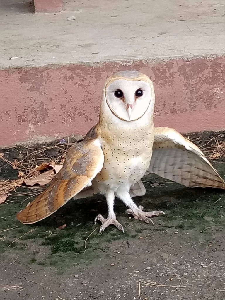 นกเค้าแมว