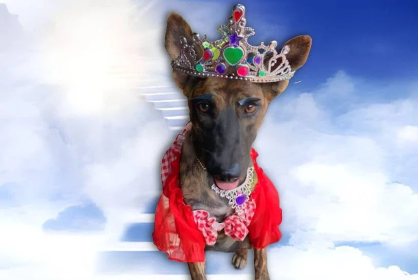 เจ้าของเศร้า "น้องจูดี้ " สุนัขแสนรู้ ดาวติ๊กต็อก โดนวางยาจนสิ้นใจ