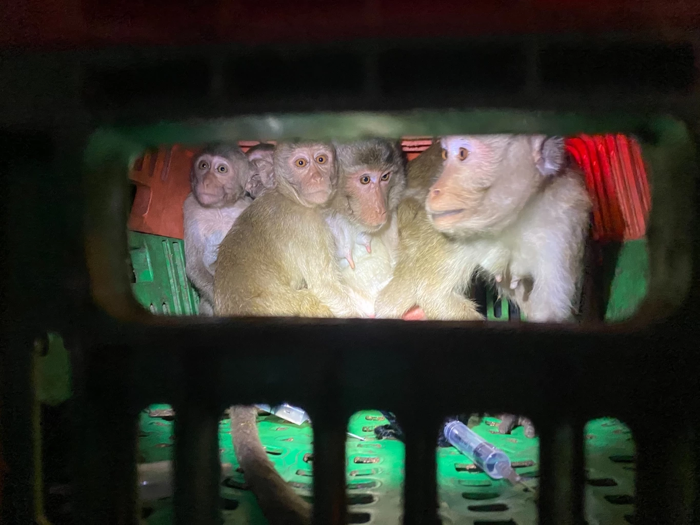 ตร.ทางหลวง รวบแก๊งค้าลิงข้ามชาติ แอบจับส่งนายทุน อ้างทำนาแล้วรายได้มีดี