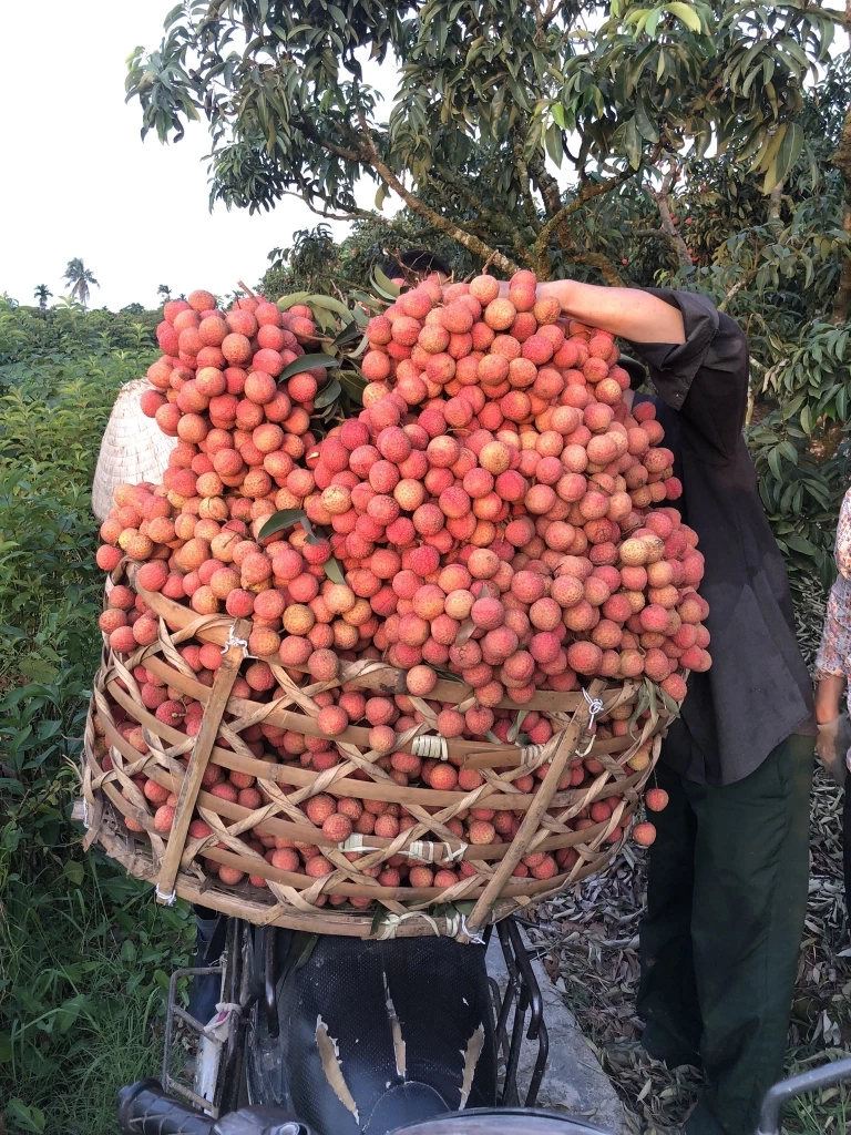 ฤดูลิ้นจี่ของเวียดนาม แดงสะพรั่งทั้งแผ่นดิน