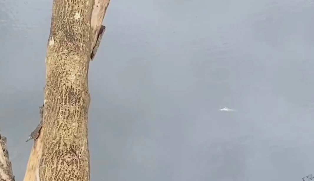 ชาวบ้านร้อง น้ำในลำคลองเน่าเสียส่งกลิ่นเหม็น มีปลาตาย วอนหน่วยงานตรวจสอบ