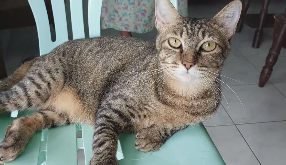 สาวใจบุญ เลี้ยงแมวที่ถูกทิ้งกว่า 30 ตัว ใช้สมุนไพรไทยช่วยรักษาโรคแมว-อาการบาดเจ็บ