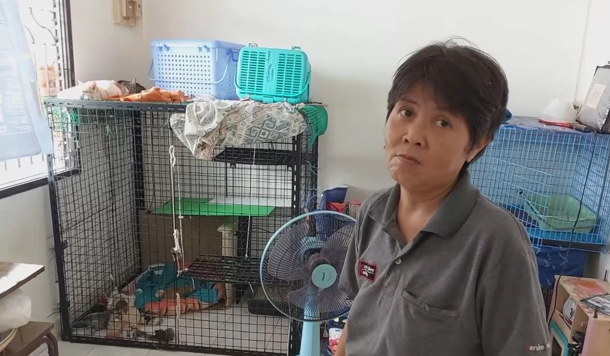 สาวใจบุญ เลี้ยงแมวที่ถูกทิ้งกว่า 30 ตัว ใช้สมุนไพรไทยช่วยรักษาโรคแมว-อาการบาดเจ็บ