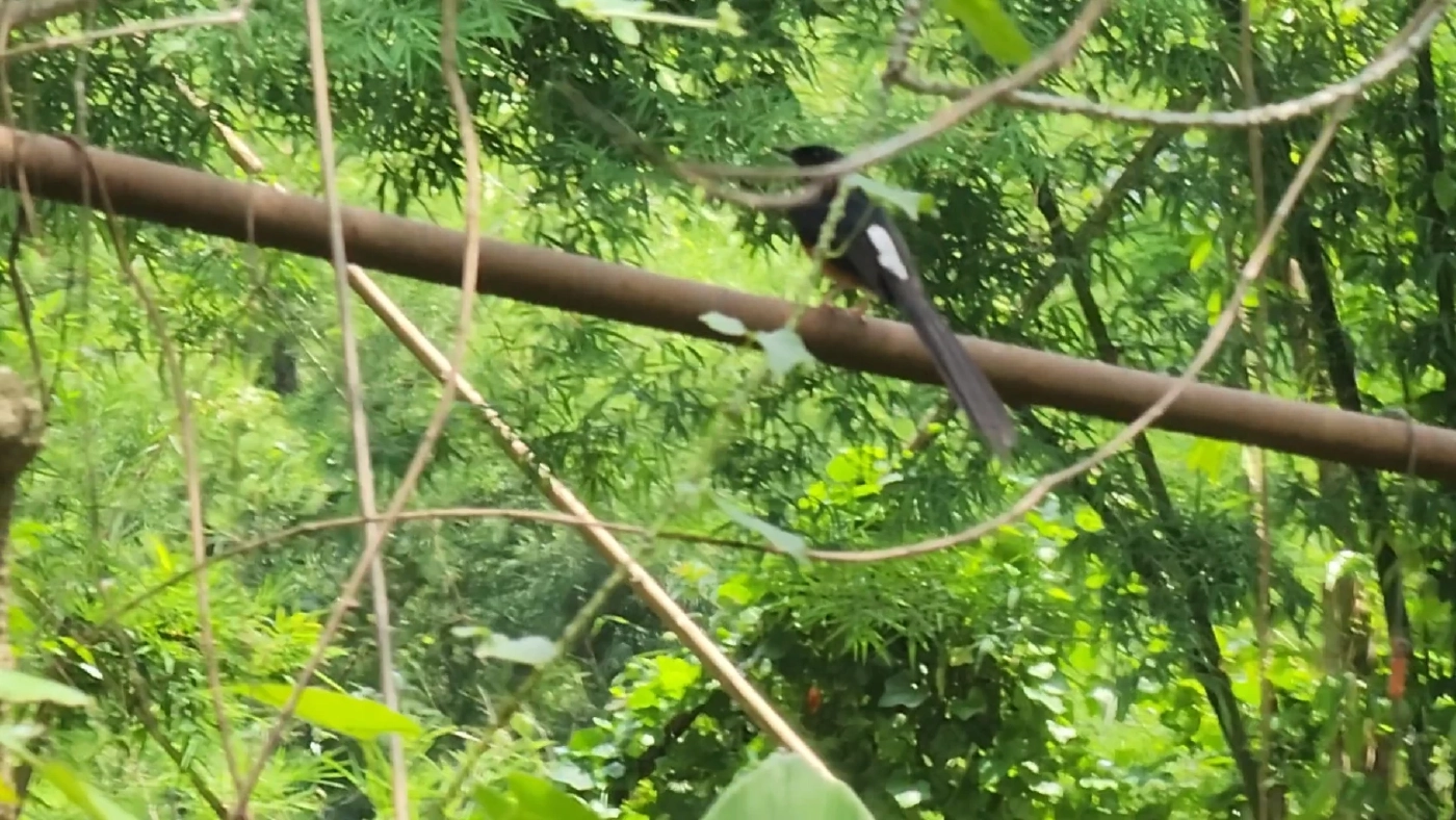 "นกกางเขนดง" ทำรังออกไข่ฟัก 4 ตัว ที่จยย.สายตรวจ ตร.ใจบุญ ยอมใช้มอ'ไซค์ส่วนตัวแทน