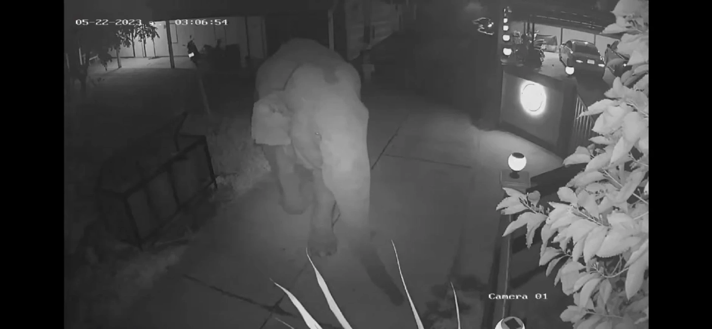 แก๊งช้างป่าสลักพระ บุกชุมชนวังด้ง ชาวบ้านฮือฮาถ่ายรูปอวดลงโซเชียล